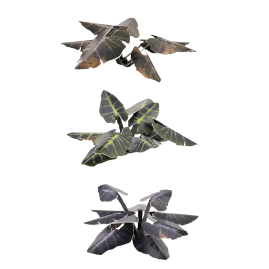 Black Magic Taro Laser Plants Gamers Grass - miniaturowe rośliny kolokazja jadalna fioletowo-czarne 3 rozmiary - Gamers Grass