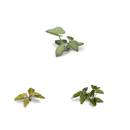 Elephant Ear Laser Plants Gamers Grass - miniaturowe rośliny ucho słonia różne rozmiary i kolory - Gamers Grass