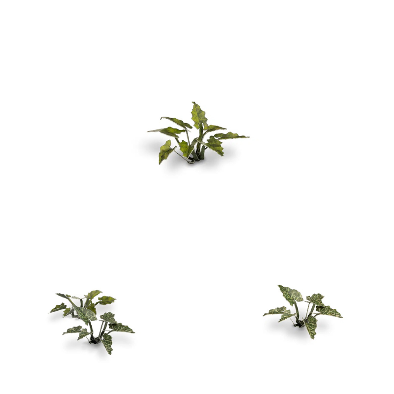 Lords-and-Ladies Laser Plants Gamers Grass - miniaturowe rośliny ciemnozielone liście różne rozmiary - Gamers Grass