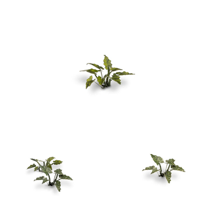 Lords-and-Ladies Laser Plants Gamers Grass - miniaturowe rośliny ciemnozielone liście różne rozmiary - Gamers Grass