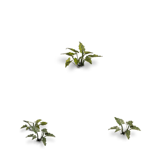 Lords-and-Ladies Laser Plants Gamers Grass - miniaturowe rośliny ciemnozielone liście różne rozmiary - Gamers Grass