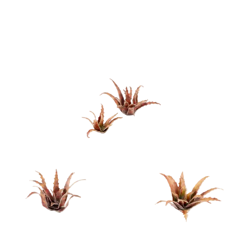 Red Aloe Czerwony Aloes Laser Plants Gamers Grass - miniaturowe rośliny aloes różne rozmiary i kolory - Gamers Grass

